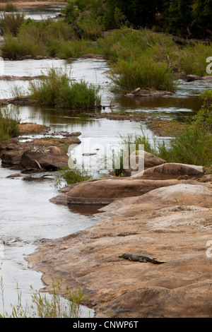 Un coccodrillo in appoggio sulle rocce da un fiume e al Parco Nazionale di Kruger, Sud Africa Foto Stock