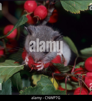 Moscardino commestibili, commestibili nessuno ghiro, grasso ghiro, scoiattolo-tailed ghiro (Glis glis), cucciolo alimentazione su frutti rossi, Germania Foto Stock