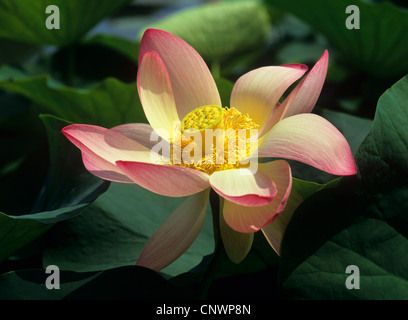 East Indian lotus (Nelumbo nucifera), fioritura Foto Stock