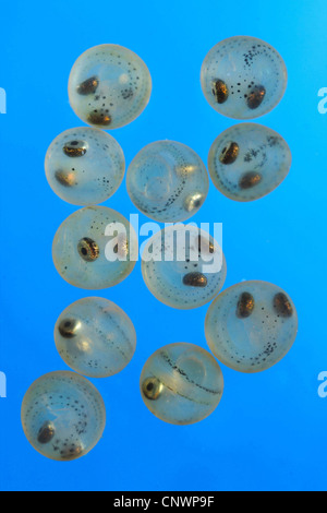 Whitefishes, lago whitefishes (Coregonus spec.Coregonus spec.), uova, in Germania, in Baviera, Chiemsee Foto Stock