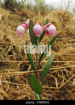 Bog rosemary (Andromeda polifolia), fioritura, in Germania, in Renania settentrionale-Vestfalia Foto Stock