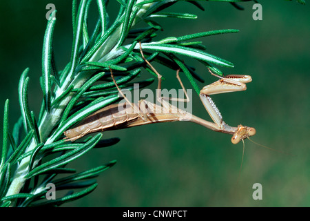 Unione depredavano mantis (mantide religiosa), seduti al rosmarino Foto Stock