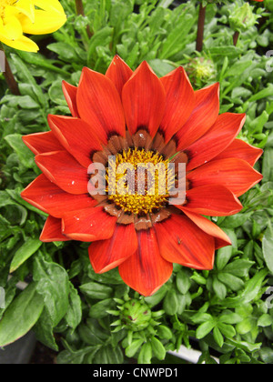 Fiore del Tesoro (Gazania rigens, Gazania splendens), infiorescenza Foto Stock