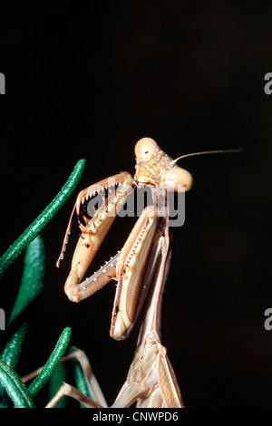 Unione depredavano mantis (mantide religiosa), ritratto Foto Stock