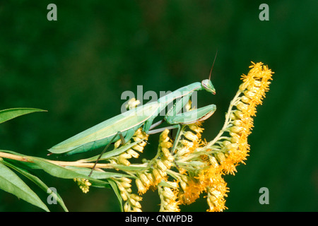 Unione depredavano mantis (mantide religiosa), seduto su un oro, Solidago Foto Stock