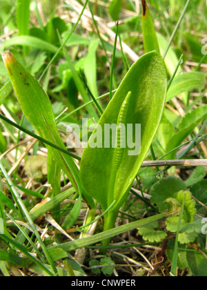 Sommatori-linguetta felce, Inglese del sommatore linguetta (Ophioglossum vulgatum), in un prato, in Germania, in Renania settentrionale-Vestfalia Foto Stock