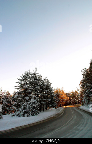 La strada attraverso i boschi innevati, Romania, Transsylvania, Brasov Foto Stock