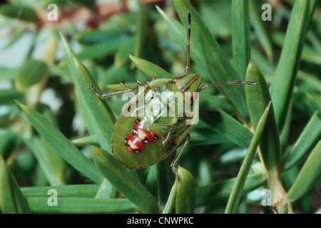 Protezione di ginepro bug (Cyphostethus tristriatus), seduto su un ramo, Germania Foto Stock
