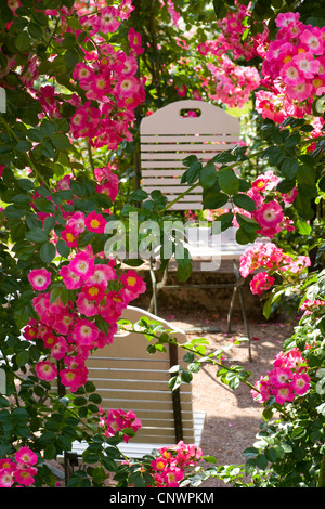 Rosa (Rosa spec.), sedie tra le rose rosa in un giardino di rose, Germania, Baden-Baden Foto Stock
