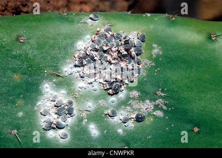 Cocciniglia (Dactylopius coccus), su Opuntia Foto Stock