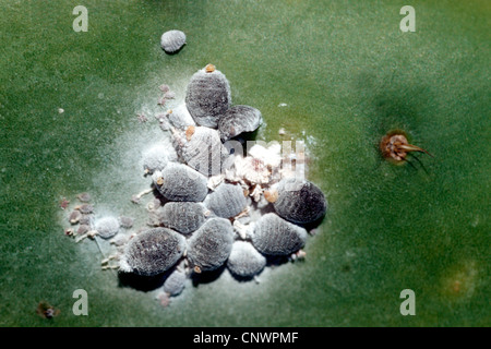 Cocciniglia (Dactylopius coccus), su Opuntia Foto Stock