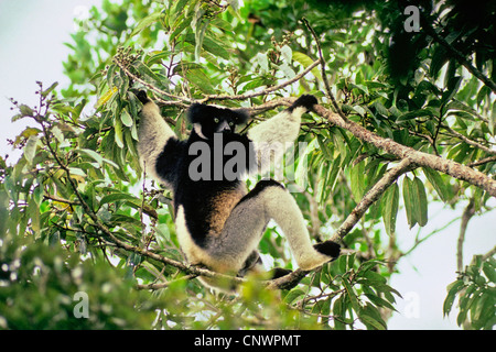 Indri di Babakoto (Indri Indri), arrampicata in un albero, più grande lemure vivente, Madagascar Foto Stock