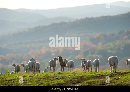 Gregge di pecore salendo la collina di un pascolo di sud-ovest VA Foto Stock