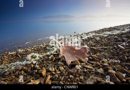 Sunrise e la nebbia di mattina su lago di storage con riva coperta con trasformata per forte gradiente frost, in Germania, in Sassonia, Talsperre Poehl, Vogtland Foto Stock