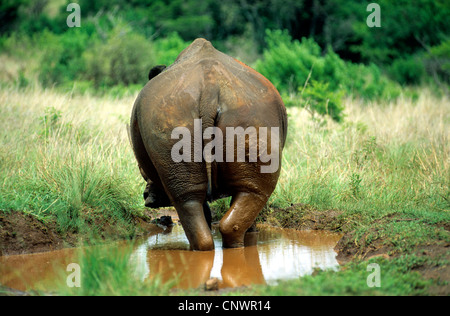 Rinoceronte bianco, quadrato-rhinoceros a labbro, erba rinoceronte (Ceratotherium simum), in piedi in un waterhole, Kenya Foto Stock