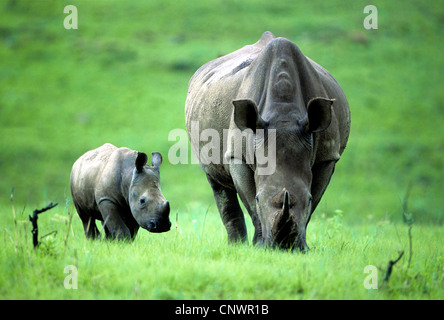 Rinoceronte bianco, quadrato-rhinoceros a labbro, erba rinoceronte (Ceratotherium simum), madre con il pascolo pup, Kenya Foto Stock