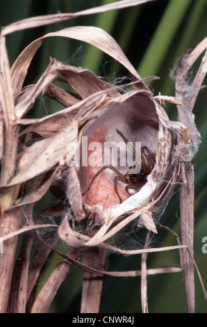 Sac spider (Cheiracanthium erraticum), nel suo nido, Germania Foto Stock