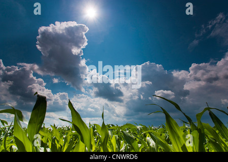 Mais indiano, mais (Zea mays), campo di mais sotto le nuvole in aumento, in Germania, il Land Brandeburgo, Vogtlaendische Schweiz Foto Stock