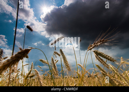 Orzo (Hordeum vulgare), campo di mais sotto rising thunderclouds, Germania, Brandeburgo, Vogtlaendische Schweiz Foto Stock