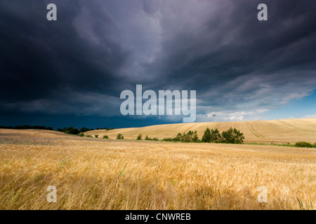 Cornfield sotto thunderclouds, Germania, Brandeburgo, Vogtlaendische Schweiz Foto Stock