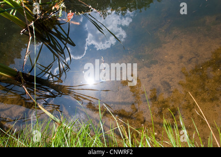 Le piante e le nuvole riflettono in acqua, Germania, Meclemburgo-Pomerania, Kanal in Rostock Foto Stock