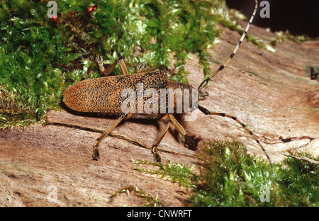 Grandi poplar borer, grandi willow borer, pioppo longhorn, grandi pioppi longhorn beetle (Saperda carcharias), seduti su legno Foto Stock