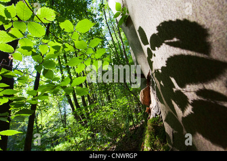 Scotch elm, Wych olmo (Ulmus glabra, Ulmus scabra), foresta in estate, foglie in controluce, la Germania, il Land Brandeburgo Foto Stock