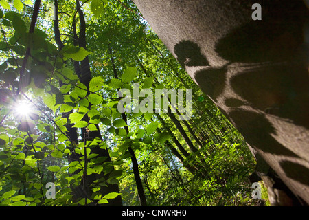 Scotch elm, Wych olmo (Ulmus glabra, Ulmus scabra), foresta in estate, foglie in controluce, la Germania, il Land Brandeburgo Foto Stock