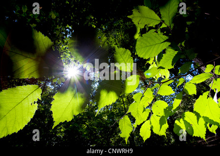 Scotch elm, Wych olmo (Ulmus glabra, Ulmus scabra), foresta in estate, foglie in controluce, la Germania, il Land Brandeburgo Foto Stock