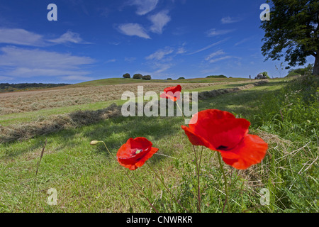 Comune di papavero, mais, papavero rosso papavero (Papaver rhoeas), fiori che sbocciano in corrispondenza del bordo di un prato da tosare, Germania, Meclemburgo-Pomerania, Hiddensee Foto Stock