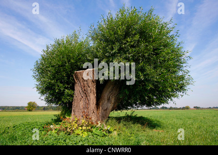 Il salice bianco (Salix alba), old pollarded Willow, non appena tagliata, Germania Foto Stock