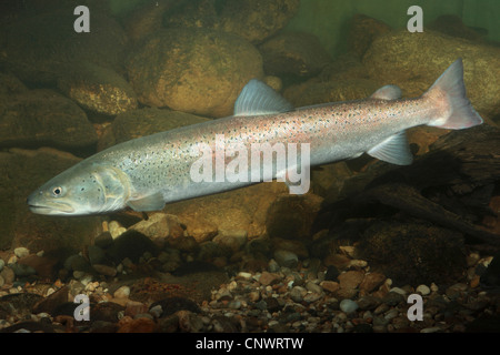 Il salmone del Danubio, huchen (Hucho hucho), maschio Foto Stock