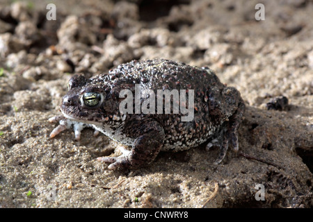 Natterjack toad, natterjack, British toad (Bufo calamita), sittin in sabbia, Germania Foto Stock