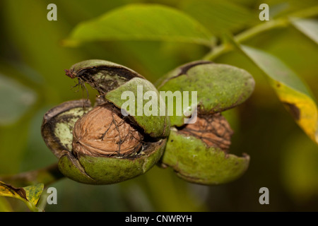 Noce (Juglans regia), frutti maturi con open lolla, in Germania, in Baviera Foto Stock