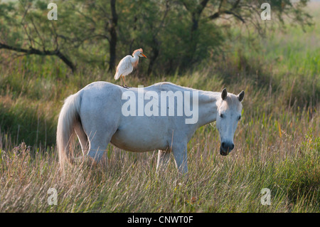 Cavalli Camargue (Equus przewalskii f. caballus), con una sgarza ciuffetto (Ardeola ibis, Bubulcus ibis) sulla sua schiena, Francia, Camargue Foto Stock
