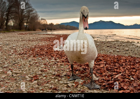 Cigno (Cygnus olor), camminando sulla waterfornt di un lago, le Alpi in background, in Germania, in Baviera, Chiemsee Foto Stock