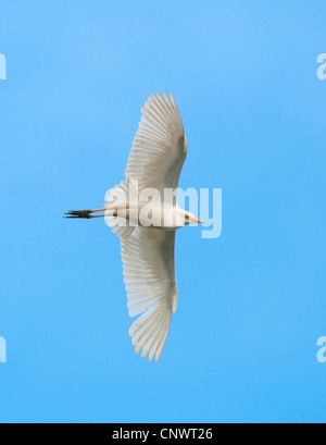 Airone guardabuoi, Buff-backed heron (Ardeola ibis, Bubulcus ibis), volare, Francia, Camargue, Saintes-Maries-de-la-Mer Foto Stock