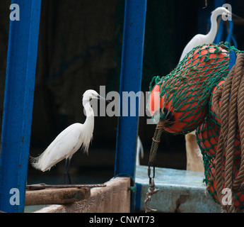 Garzetta (Egretta garzetta), la ricerca di cibo su una barca da pesca, France, Languedoc-Roussillon, Camargue, Le Grau-du-Roi Foto Stock