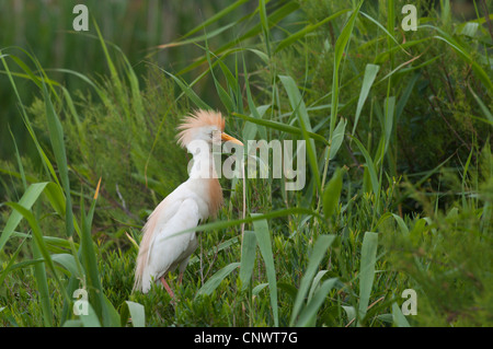 Airone guardabuoi, Buff-backed heron (Ardeola ibis, Bubulcus ibis), adulto in allevamento piumaggio, seduta in canna, Francia Provenza e Camargue Foto Stock