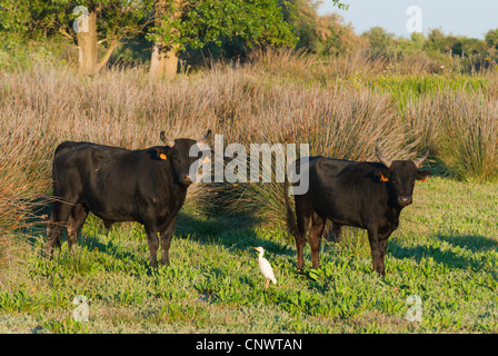 Gli animali domestici della specie bovina (Bos primigenius f. taurus), sgarza ciuffetto (Ardeola ibis, Bubulcus ibis) tra due tori, Francia, Camargue Foto Stock