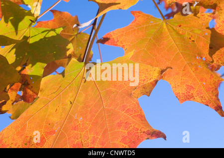 fogliame di caduta Foto Stock