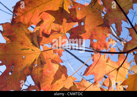 fogliame di caduta Foto Stock