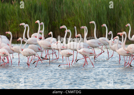 Fenicottero maggiore (Phoenicopterus roseus, Phoenicopterus ruber roseus), grande gregge a piedi attraverso un laghetto, Francia, Camargue Foto Stock