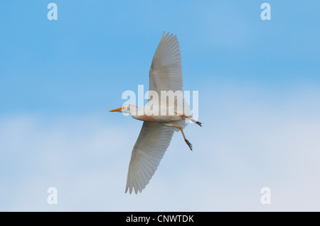 Airone guardabuoi, Buff-backed heron (Ardeola ibis, Bubulcus ibis), volare, sbarco, Francia, Camargue Foto Stock