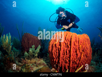 Turtleshell spugna da bagno, grande botte (spugna Xestospongia "testudinaria), diver dietro spugna grande, il Belize, il Mar dei Caraibi Foto Stock