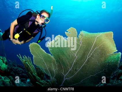 Sommozzatore guardando un big corallo, Belize, Mar dei Caraibi Foto Stock