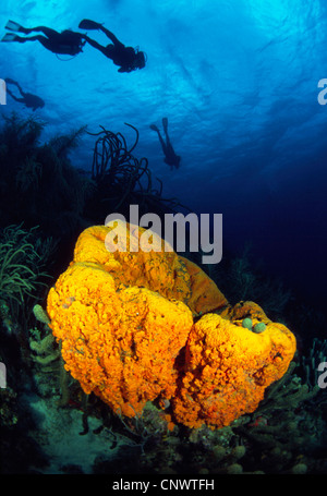 Turtleshell spugna da bagno, grande botte (spugna Xestospongia "testudinaria), spugna grande con i subacquei di nuoto in background, il Belize, il Mar dei Caraibi Foto Stock