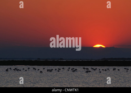 Fenicottero maggiore (Phoenicopterus roseus, Phoenicopterus ruber roseus), di gruppo al tramonto in un stagno, Francia, Camargue Foto Stock