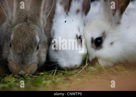 Il coniglio domestico (oryctolagus cuniculus f. domestica), il ritratto di tre animali nutriti con le loro teste insieme Foto Stock