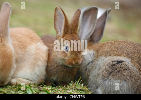 Il coniglio domestico (oryctolagus cuniculus f. domestica), animale giovane seduto in un prato tra due alults Foto Stock